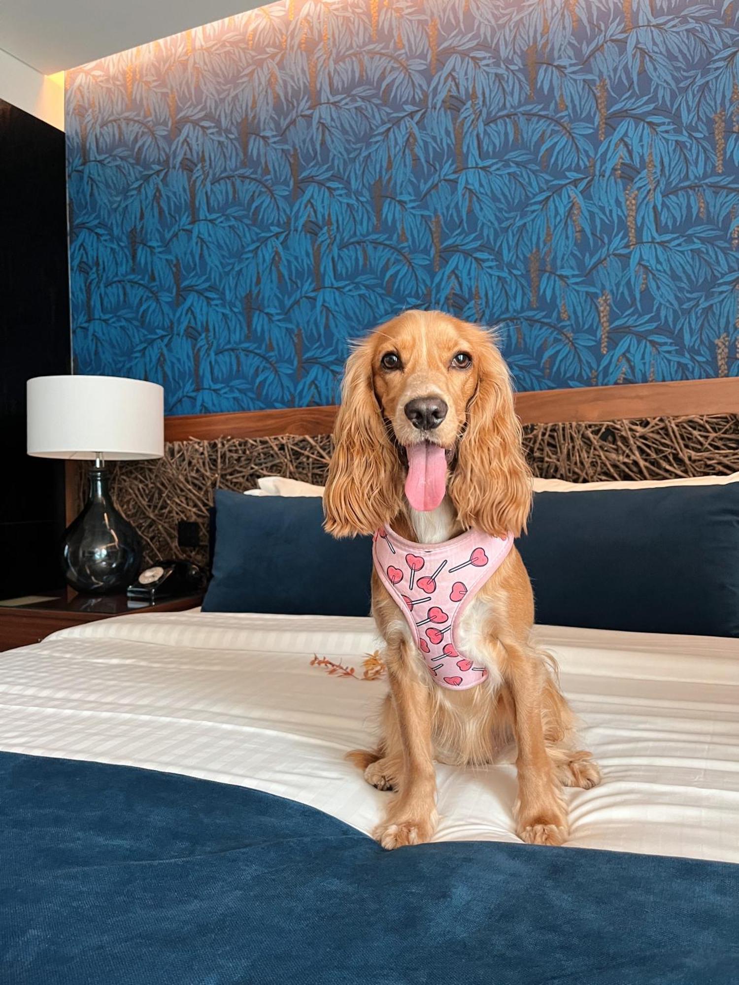 Hotel Cotto Do Gatto Ponte da Barca Zewnętrze zdjęcie